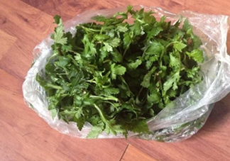 菊花腦怎么種？菊花腦怎么摘