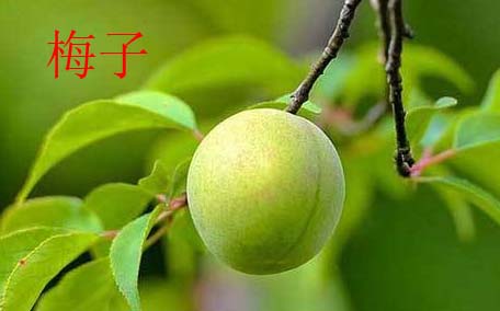 溜溜梅對(duì)身體好嗎 吃溜溜梅對(duì)身體有什么壞處嗎