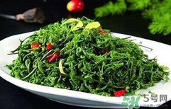 菊花腦怎么種？菊花腦怎么摘