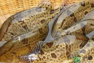鱖魚是海魚嗎？鱖魚是淡水魚還是海魚