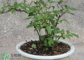 盆栽樹莓怎么養(yǎng)？盆栽樹莓的種植方法