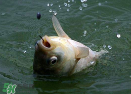 小滿怎么釣魚？小滿釣魚技巧