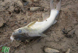 小滿怎么釣魚？小滿釣魚技巧
