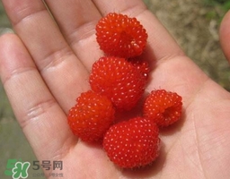 覆盆子的熱量高嗎？覆盆子可以減肥嗎？