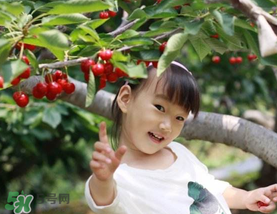 5月份還有櫻桃摘嗎？5月份哪里可以摘櫻桃？