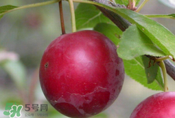 李子和蜂蜜能一起吃嗎？吃了李子可以喝蜂蜜嗎？