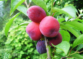 五月份有李子嗎？五月份的李子能吃嗎？