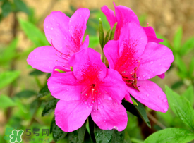 五月還有杜鵑花嗎？杜鵑花什么時(shí)候開(kāi)？