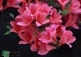 五月還有杜鵑花嗎？杜鵑花什么時(shí)候開(kāi)？