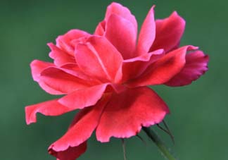 五月還有杜鵑花嗎？杜鵑花什么時(shí)候開？