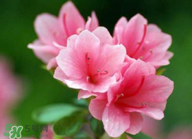 五月還有杜鵑花嗎？杜鵑花什么時(shí)候開(kāi)？
