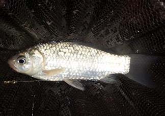 小滿(mǎn)怎么釣魚(yú)？小滿(mǎn)釣魚(yú)技巧