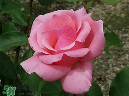 小滿開什么花？小滿節(jié)氣開的植物