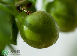 青梅果有什么好處？青梅果的功效與作用
