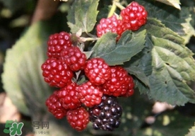 刺泡是山莓嗎？刺泡和山莓的區(qū)別