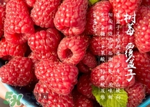 刺泡是山莓嗎？刺泡和山莓的區(qū)別