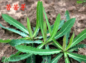 苦苦菜怎么腌制？怎樣腌制苦苦菜？