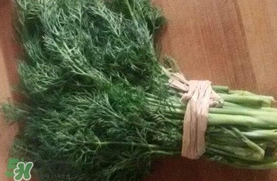 茴香菜是什么菜？茴香菜是香菜嗎