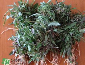 苦菜根能吃嗎？苦菜根的功效與作用