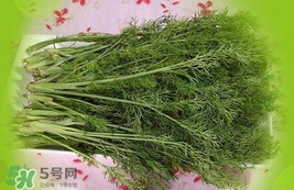 茴香菜是酸性還是堿性？什么人不能吃茴香菜