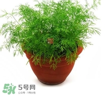 茴香菜什么時候種？茴香菜什么季節(jié)吃