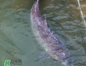 端午節(jié)好釣魚嗎?？端午節(jié)可以釣魚嗎？