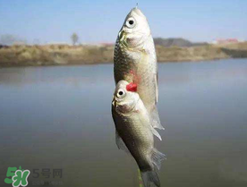 端午節(jié)好釣魚嗎?？端午節(jié)可以釣魚嗎？