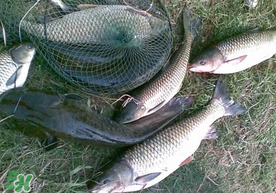 端午節(jié)好釣魚嗎?？端午節(jié)可以釣魚嗎？