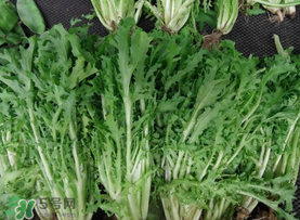 苦菜和羊肉能一起吃嗎？苦菜能和羊肉一起吃嗎？