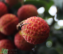 荔枝一天吃多少合適？荔枝一天最多吃幾個？