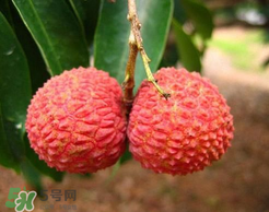 荔枝一天吃多少合適？荔枝一天最多吃幾個？