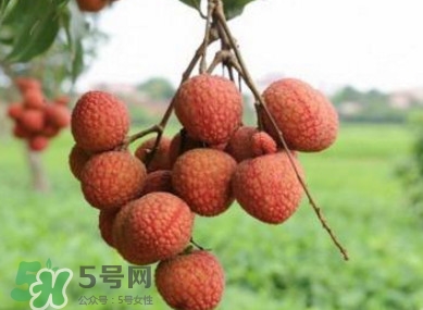 白糖罌和妃子笑哪個好吃？妃子笑和白糖罌的區(qū)別