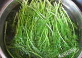 茴香菜是什么菜？茴香菜是香菜嗎