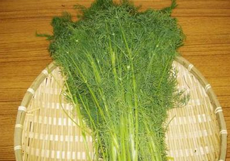 茴香菜什么時候種？茴香菜什么季節(jié)吃