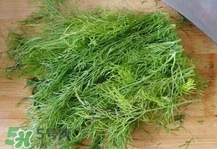 茴香菜是什么菜？茴香菜是香菜嗎