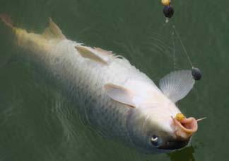 端午節(jié)好釣魚嗎?？端午節(jié)可以釣魚嗎？
