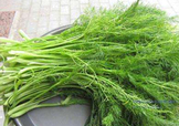 茴香菜是酸性還是堿性？什么人不能吃茴香菜