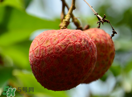 掛綠荔枝為什么那么貴？為什么掛綠荔枝這么貴？