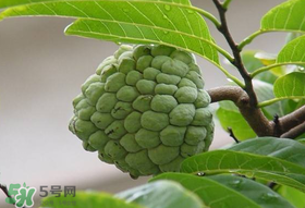 釋迦果怎么保存？釋迦怎么保存時間長？