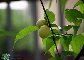 哪些人不能吃青梅？青梅的禁忌
