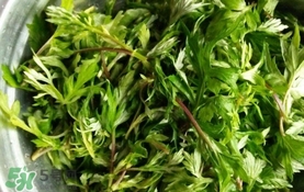 艾葉是什么植物？艾葉和艾草是一回事嗎？