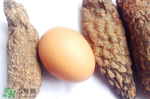 肉蓯蓉怎么吃壯陽？哪些人不能吃肉蓯蓉