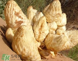 肉叢蓉怎么吃補腎？肉蓯蓉的食用方法