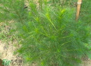 豬毛菜怎么做好吃？豬毛菜怎么吃好吃