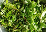 艾葉是什么植物？艾葉和艾草是一回事嗎？