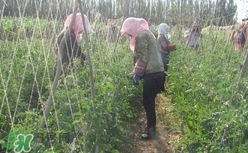 黑番茄怎么種植？黑番茄種植技術(shù)