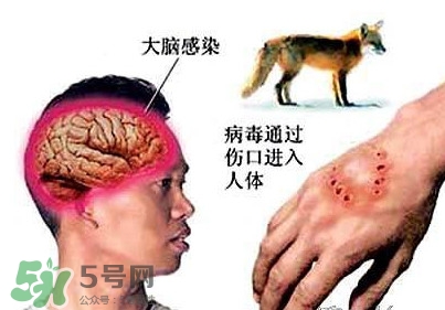 狂犬病是通過什么傳播的？狂犬病傳播途徑有哪些