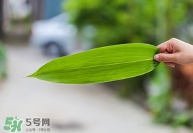 粽葉有幾種？粽葉哪種好？