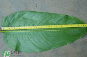粽子葉要泡多久？粽子葉怎么泡？