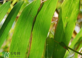 粽子葉要泡多久？粽子葉怎么泡？